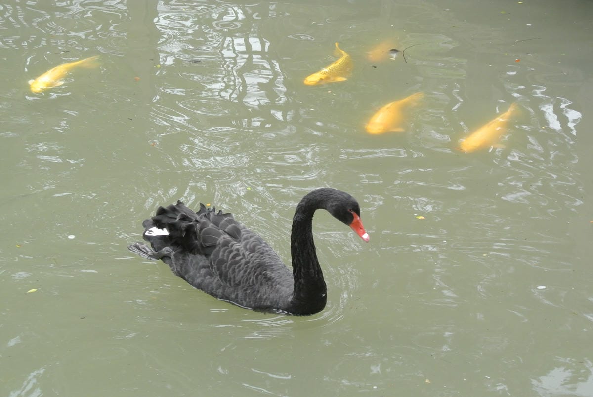 巧克力雲莊~女孩兒和小朋友的最愛