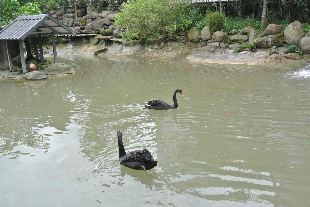 巧克力雲莊~女孩兒和小朋友的最愛