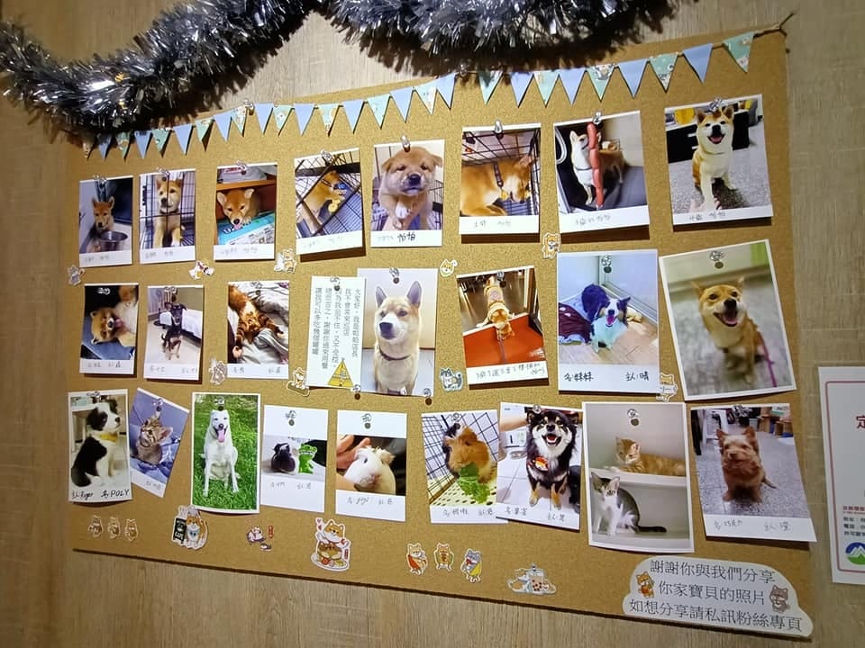 柴犬之森平價義大利麵餐廳-家庭日好選擇 柴犬之森平價義大利麵餐廳-家庭日好選擇