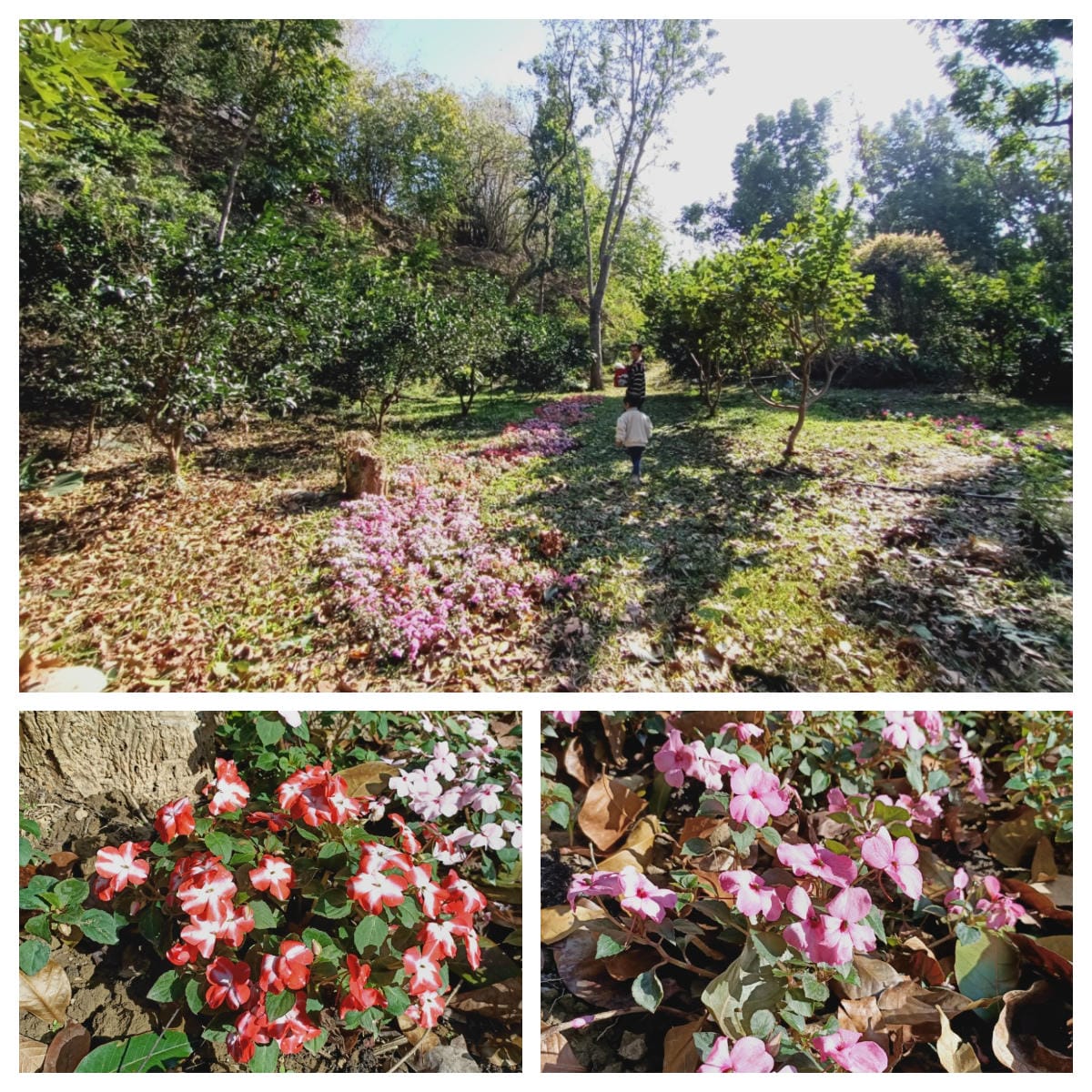 大坑休閒農場-不止小孩可放風,大人也能拍美照