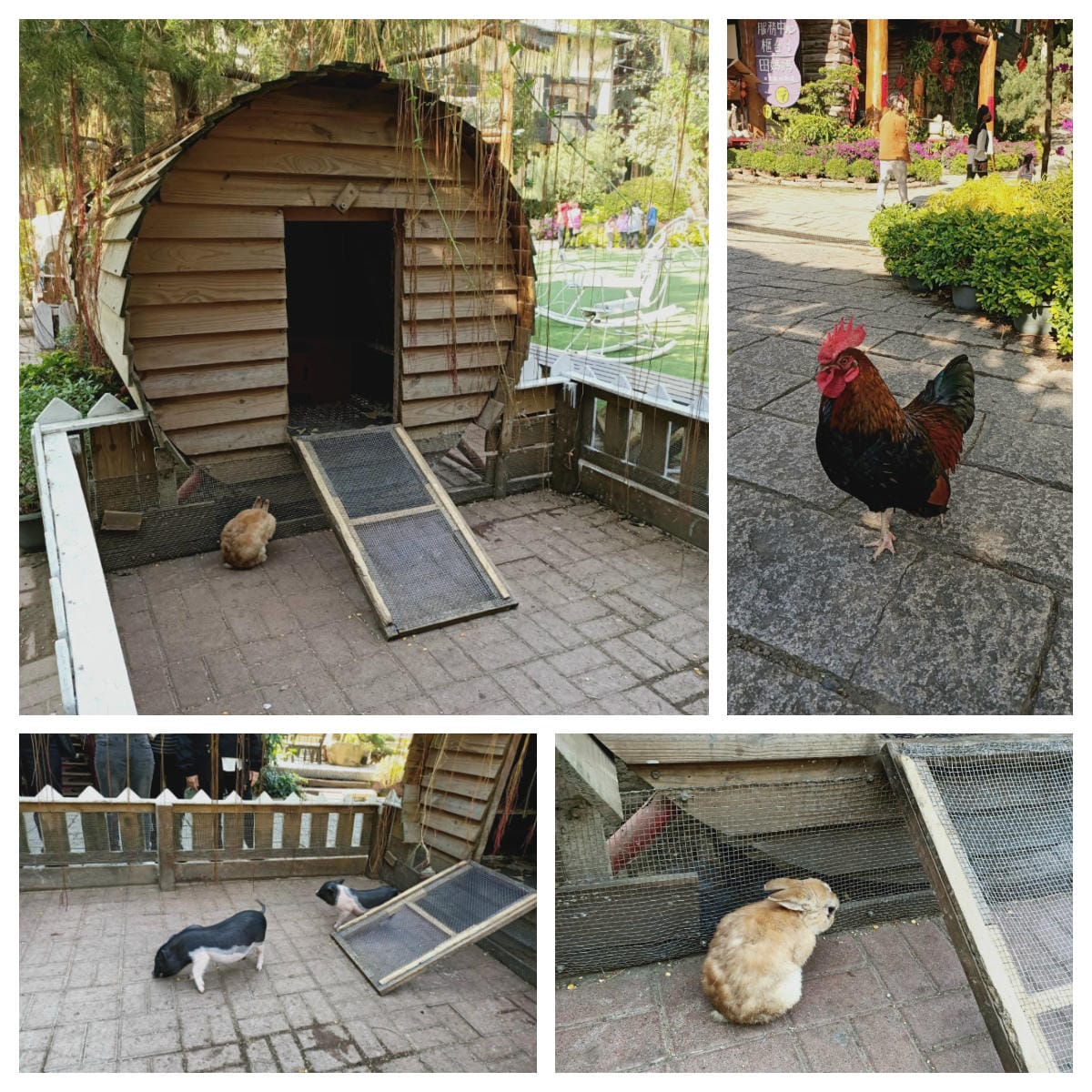 大坑休閒農場-不止小孩可放風,大人也能拍美照