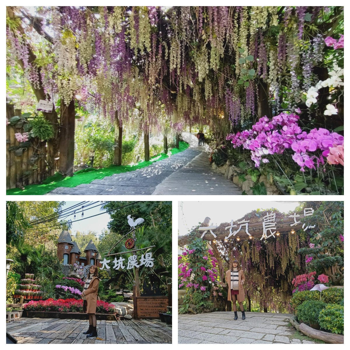 大坑休閒農場-不止小孩可放風,大人也能拍美照