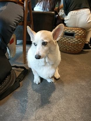 菁咖啡 coffee drink -竉物親子友善超級推