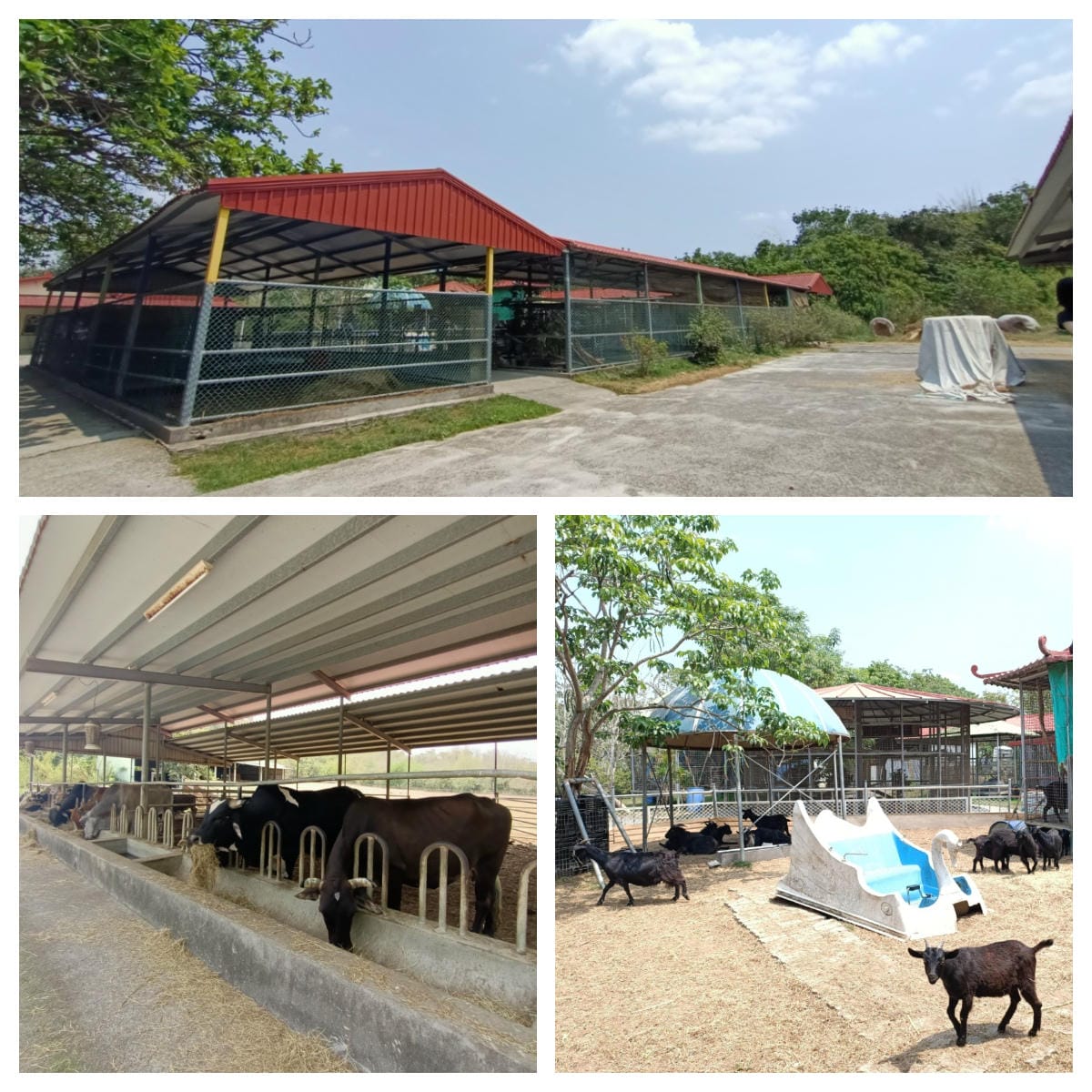 走馬瀨農場-帶小彤彤來過兒童節