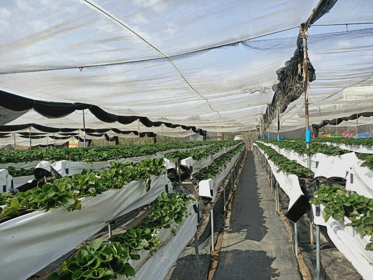 台南開心有機農場採草莓-親子同遊趣