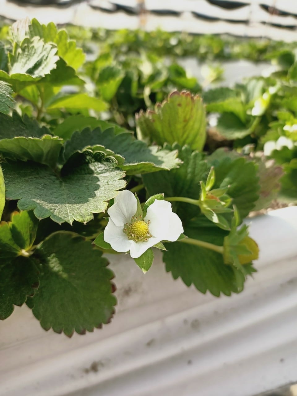 台南開心有機農場採草莓-親子同遊趣