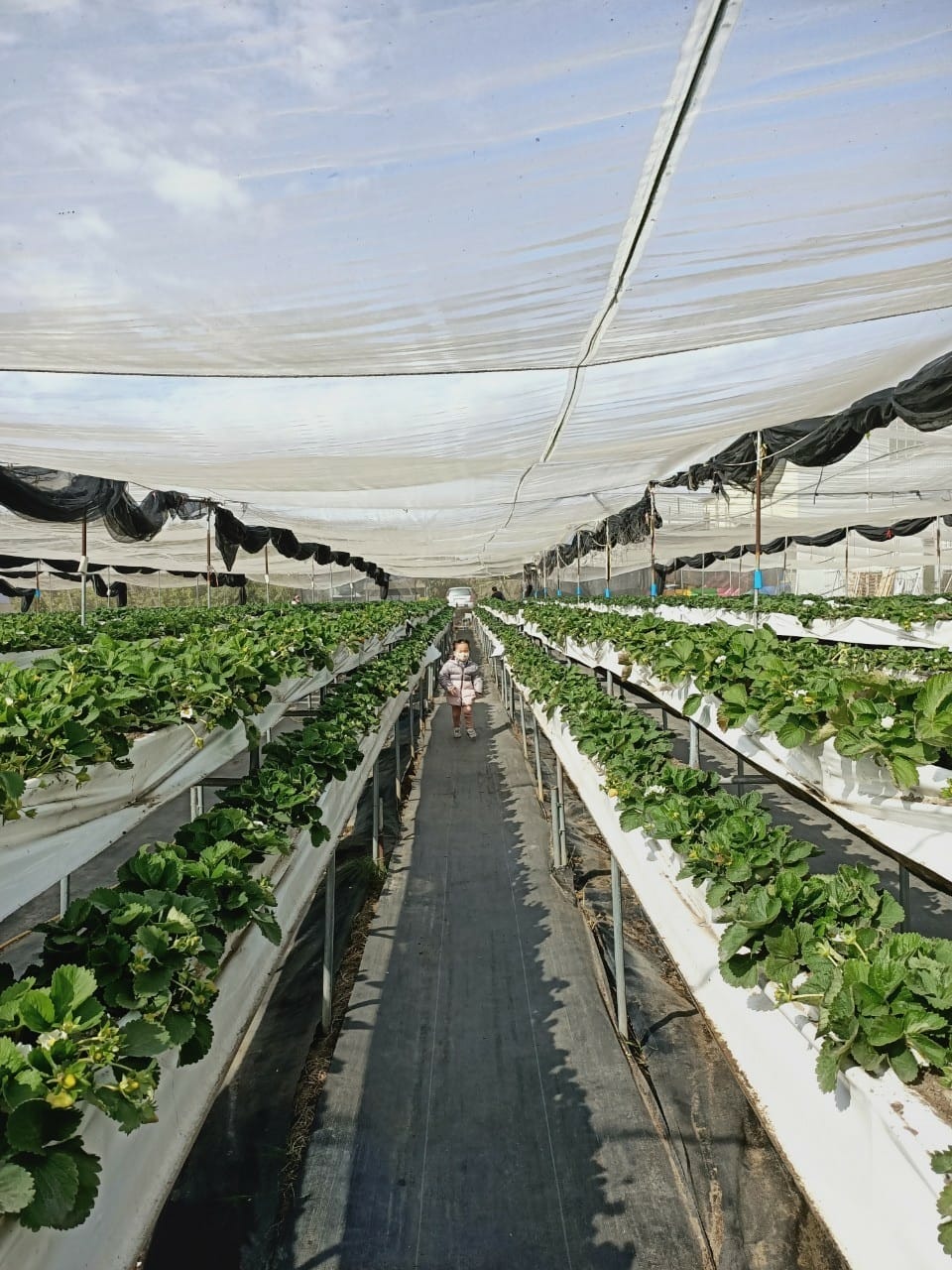 台南開心有機農場採草莓-親子同遊趣