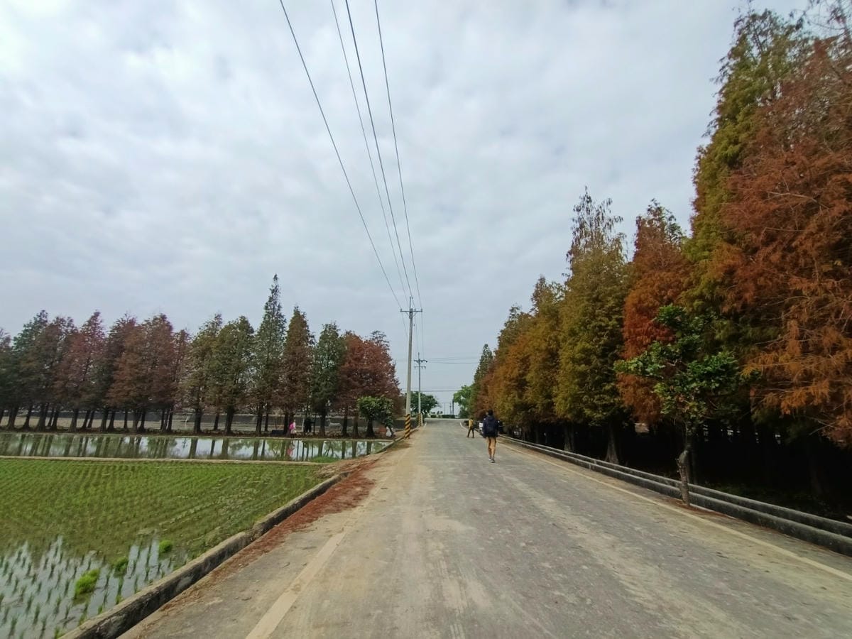 六甲落羽松-8949937557