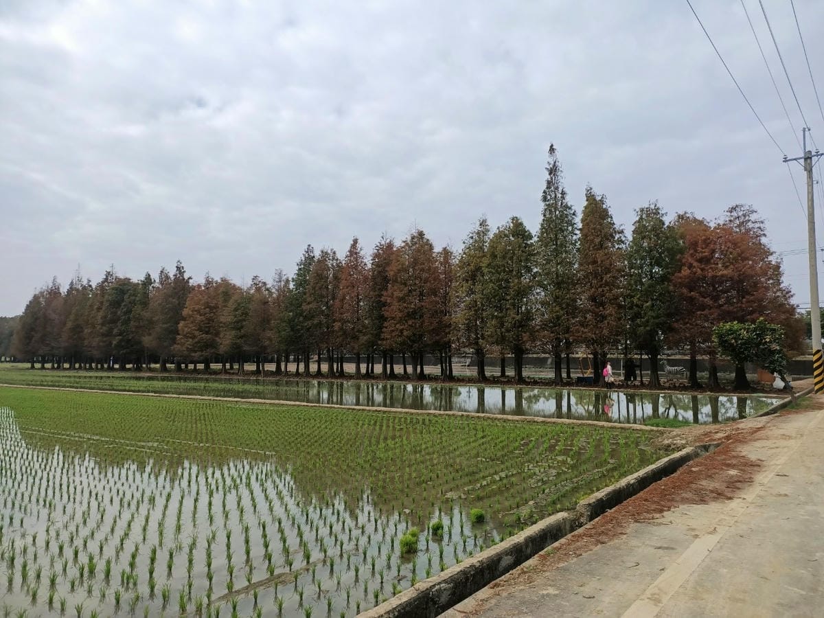 六甲落羽松-8949937557