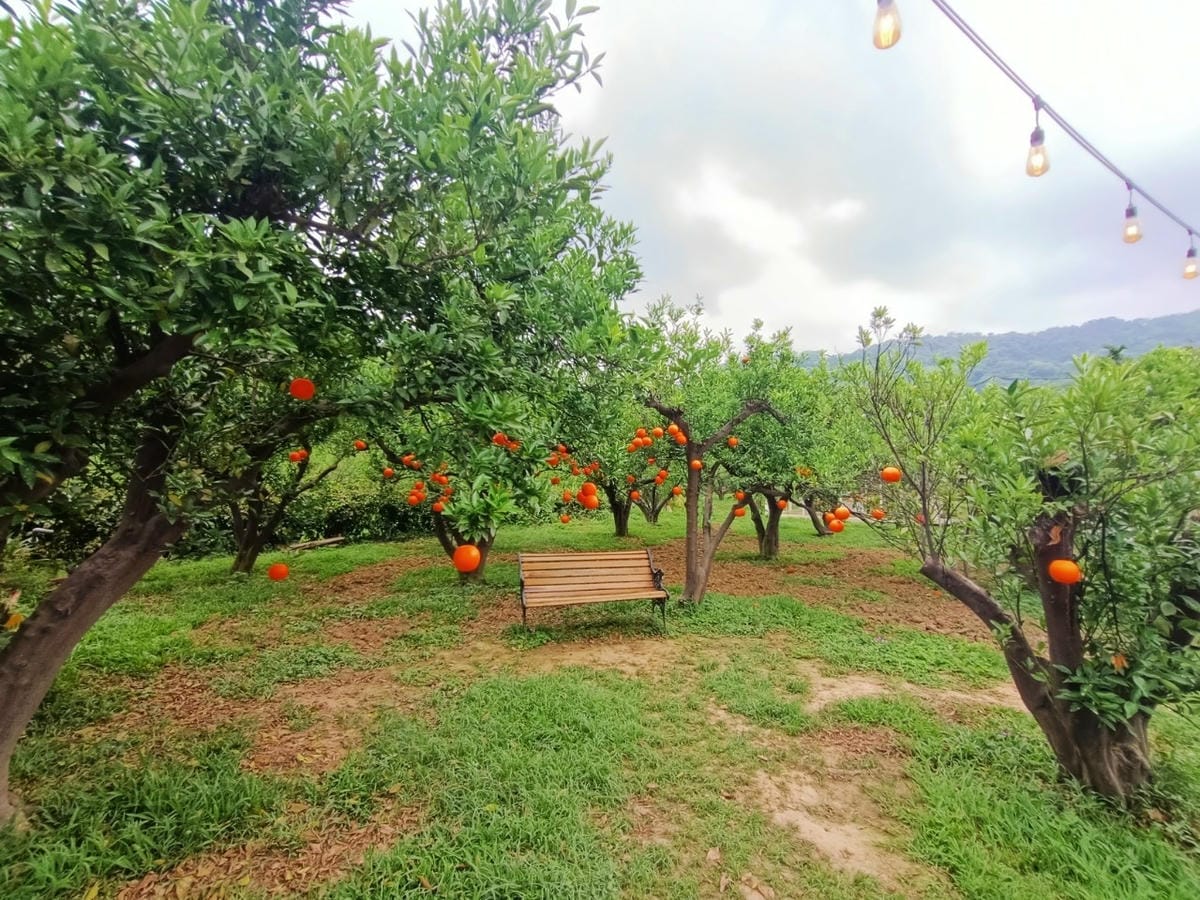 橙香森林-愛拍照別錯過