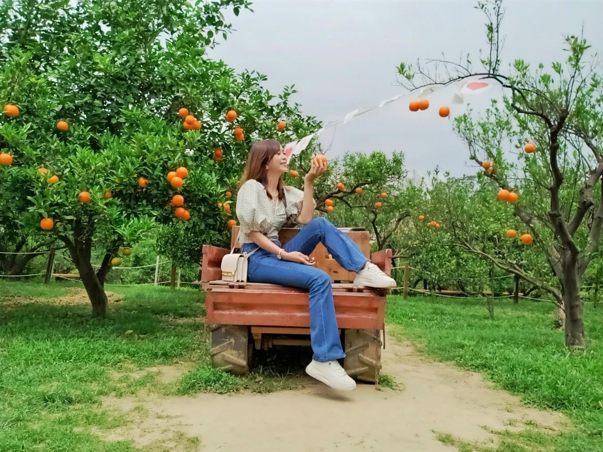 橙香森林-愛拍照別錯過