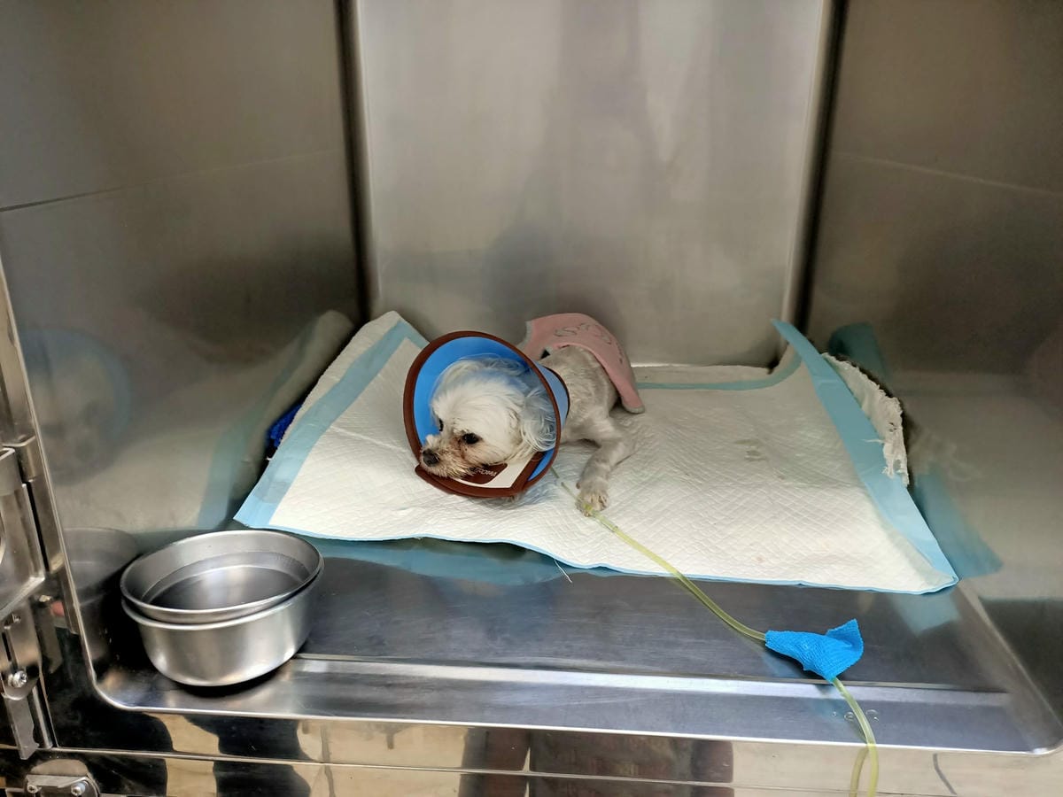 2023年4月~5月,照顧重病小奴奴到當小天使