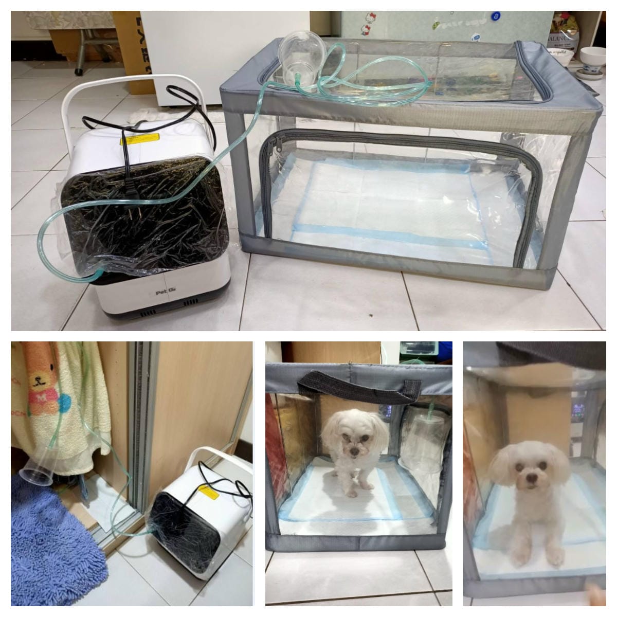 2023年4月~5月,照顧重病小奴奴到當小天使