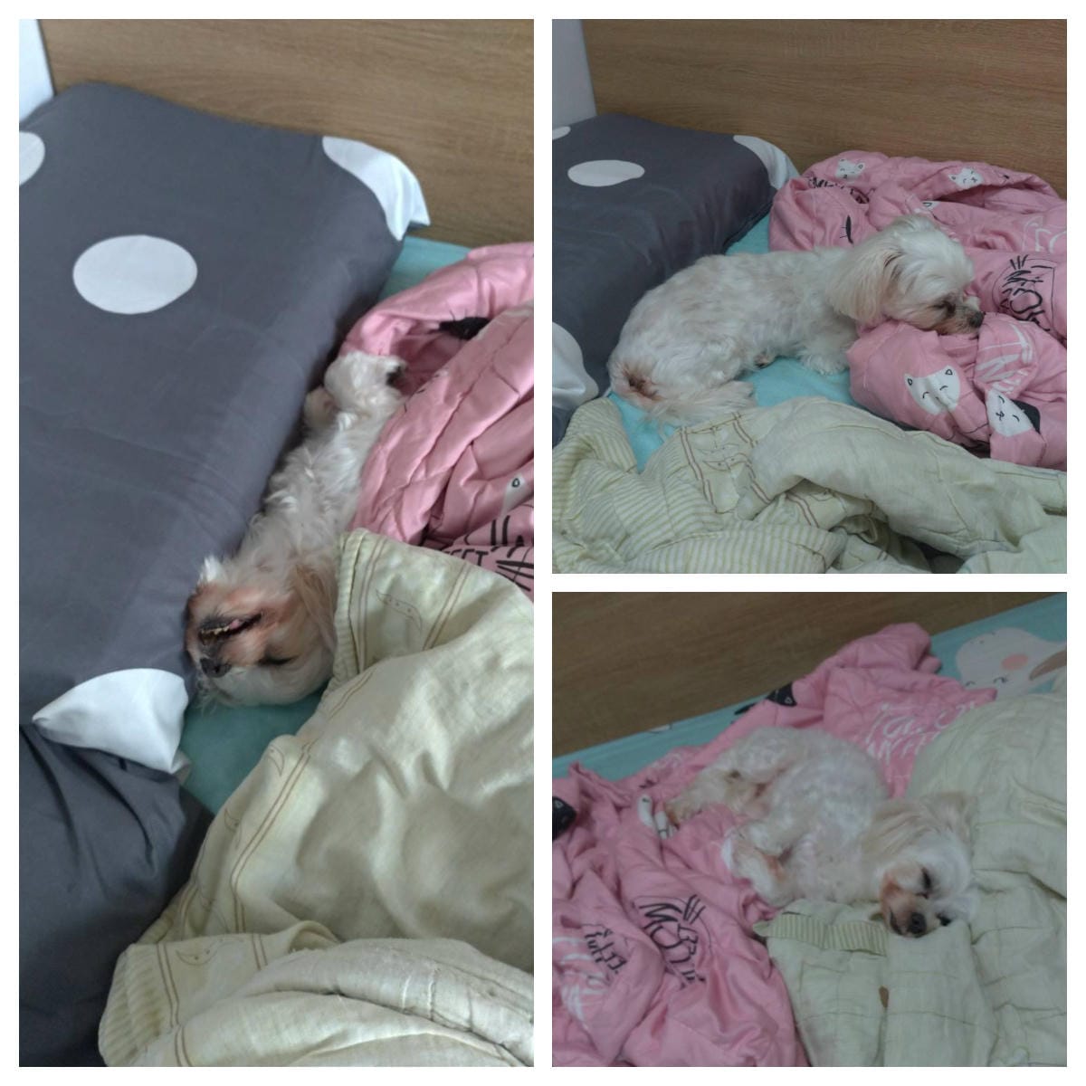 2023年4月~5月,照顧重病小奴奴到當小天使