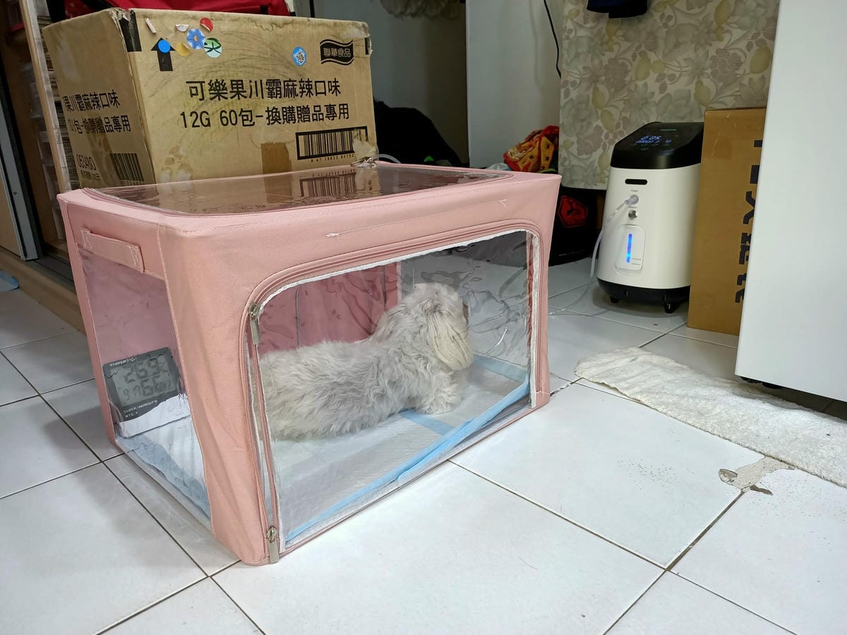 2023年4月~5月,照顧重病小奴奴到當小天使