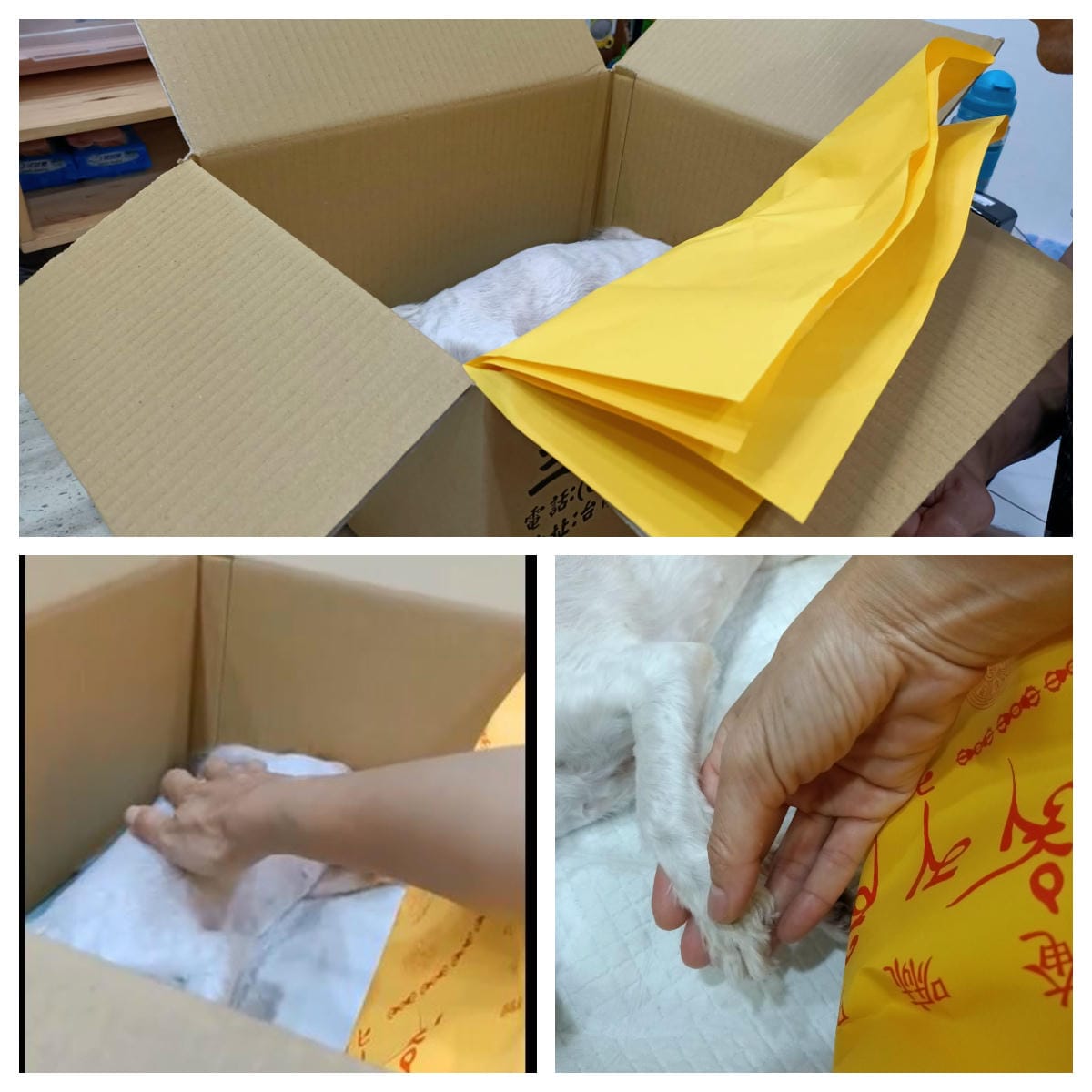 2023年4月~5月,照顧重病小奴奴到當小天使