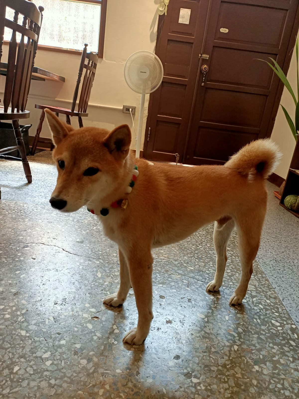 煦 Hsu.s.Shokudo-日式風味餐點,山飯糰好美味