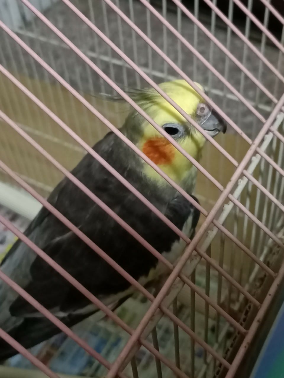 小年夜&除夕-回高雄過年趣