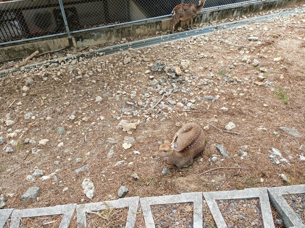 壽山動物園-適合帶孩子來走走