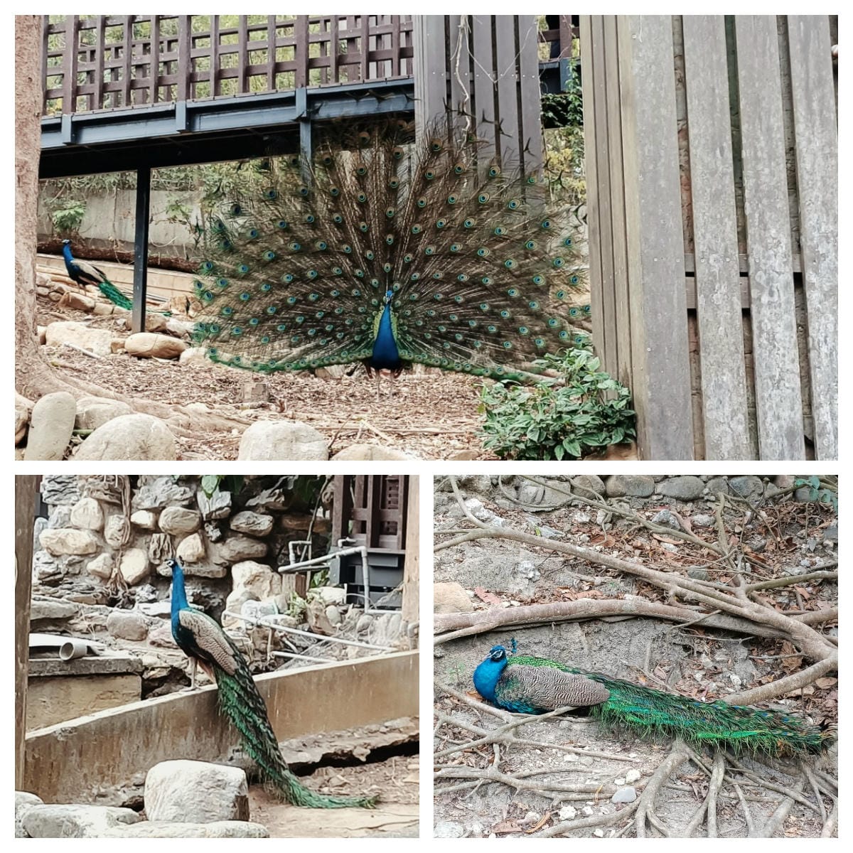 壽山動物園-適合帶孩子來走走