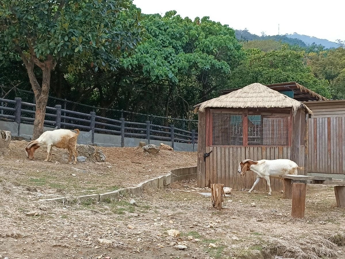 壽山動物園-適合帶孩子來走走