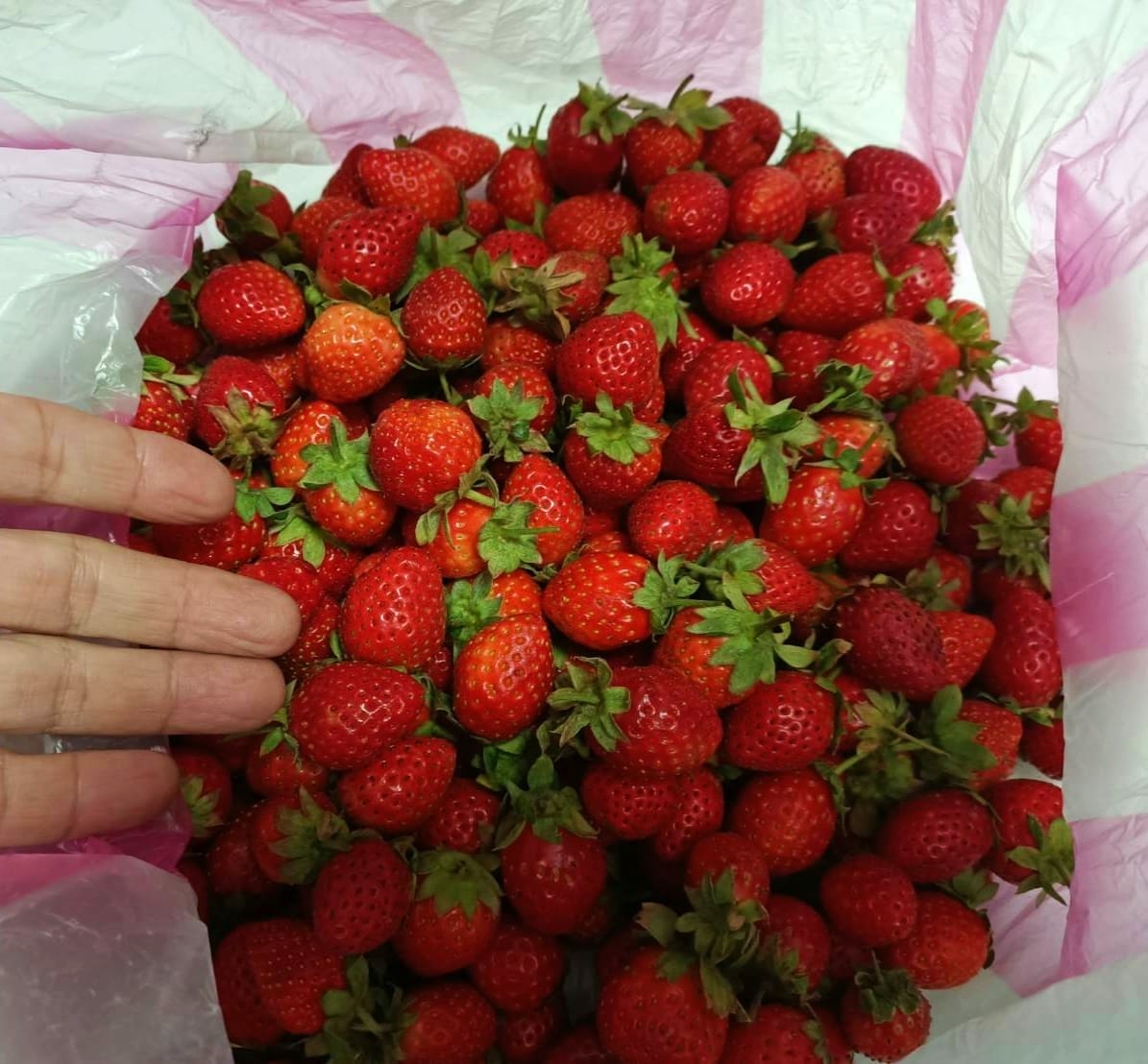 素蓮海產&幫媽媽慶生21210210