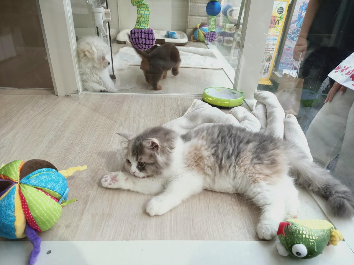 澀谷區逛街記-遊日把握時間,鐵定要逛到商店打烊才吃飯