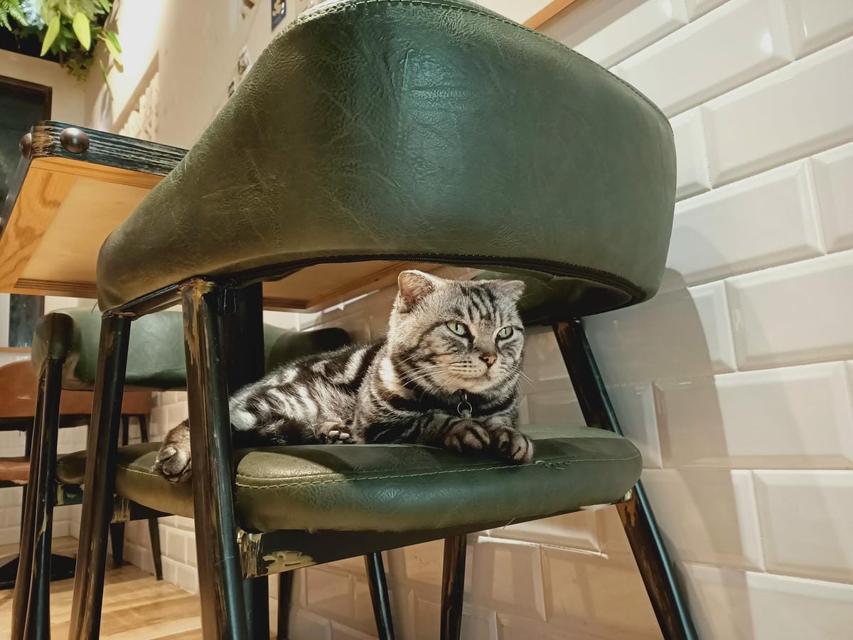 貓米早午餐-韓迷會喜愛