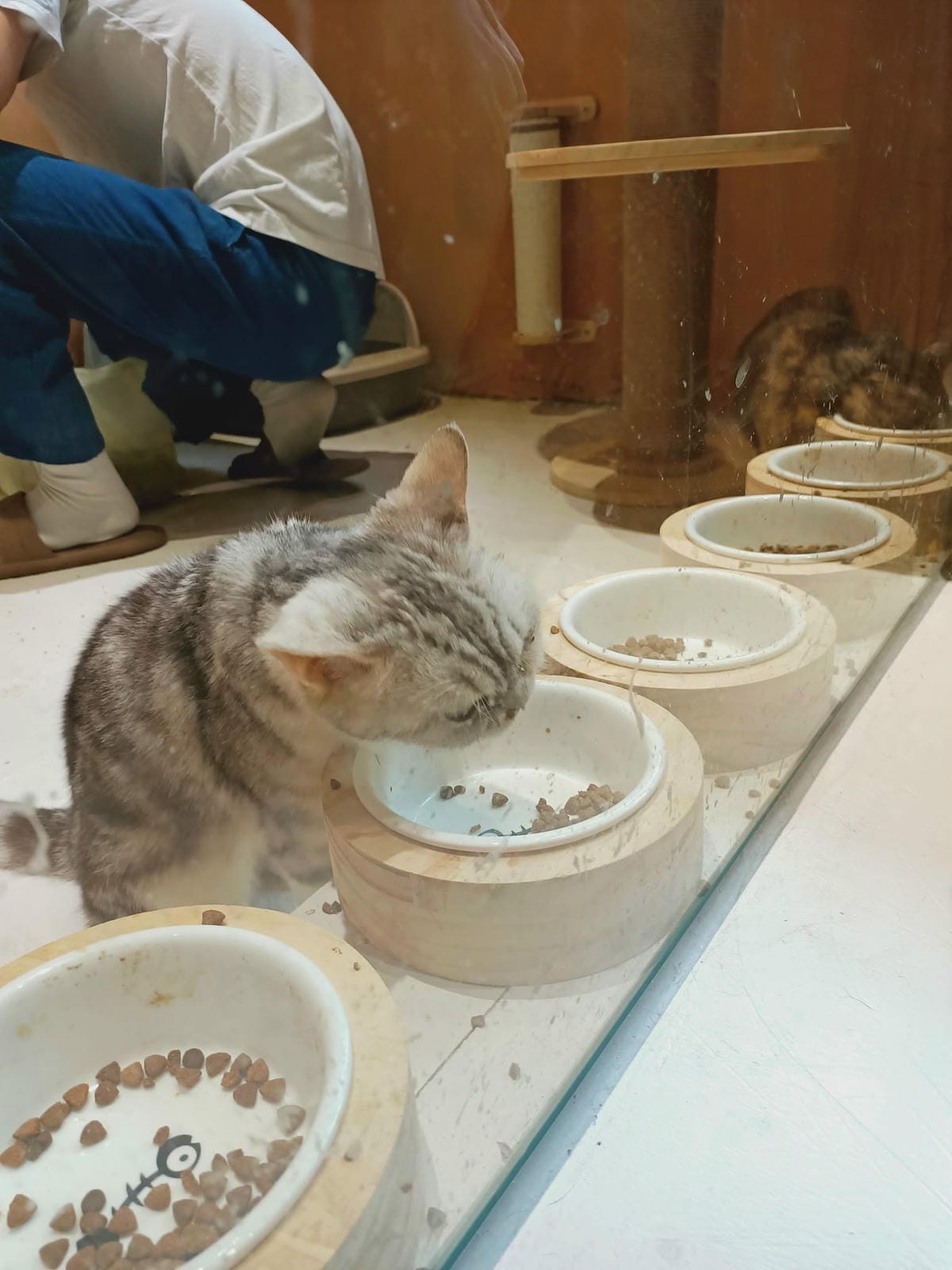 致日子2300220 致日子2300220