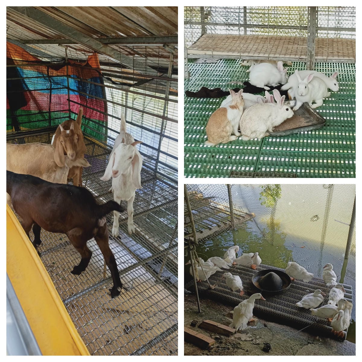 台南鴨莊休閒農場-憶兒時控土窯樂!!!