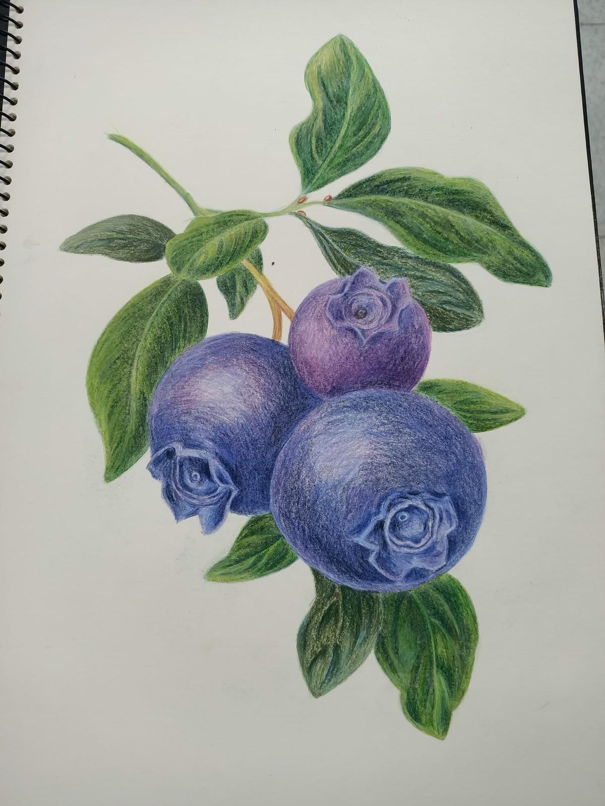 2023年6月19日-開始投入色鉛筆世界2120210