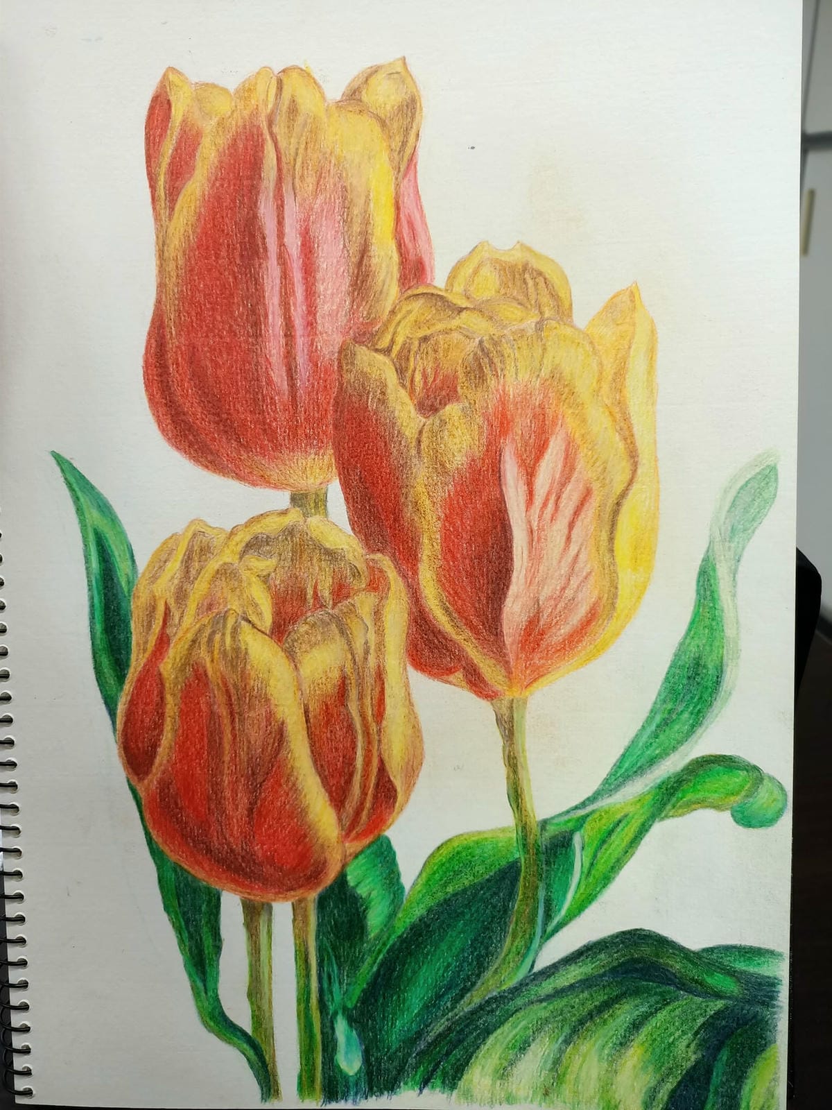 2023年6月19日-開始投入色鉛筆世界2120210