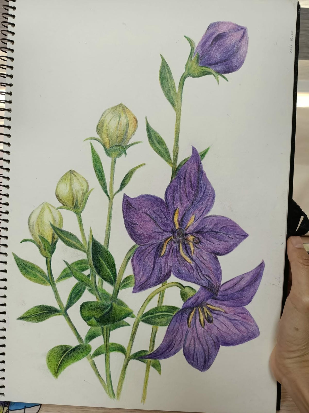 2023年6月19日-開始投入色鉛筆世界2120210