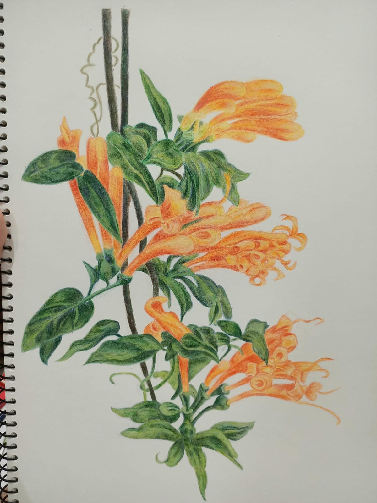 2023年6月19日-開始投入色鉛筆世界2120210