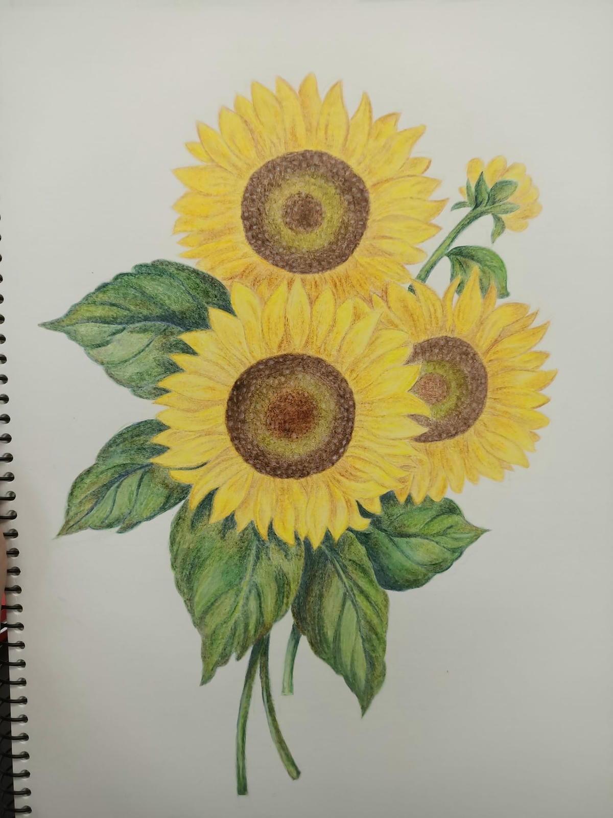 2023年6月19日-開始投入色鉛筆世界2120210